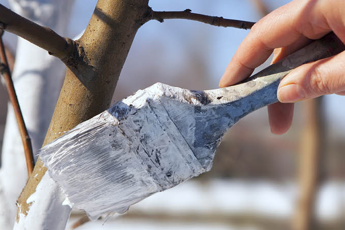 Kalkanstrich Für Bäume Selber Herstellen Frostfrei mit Kalkanstrich: Landfuxx Breidenbach
