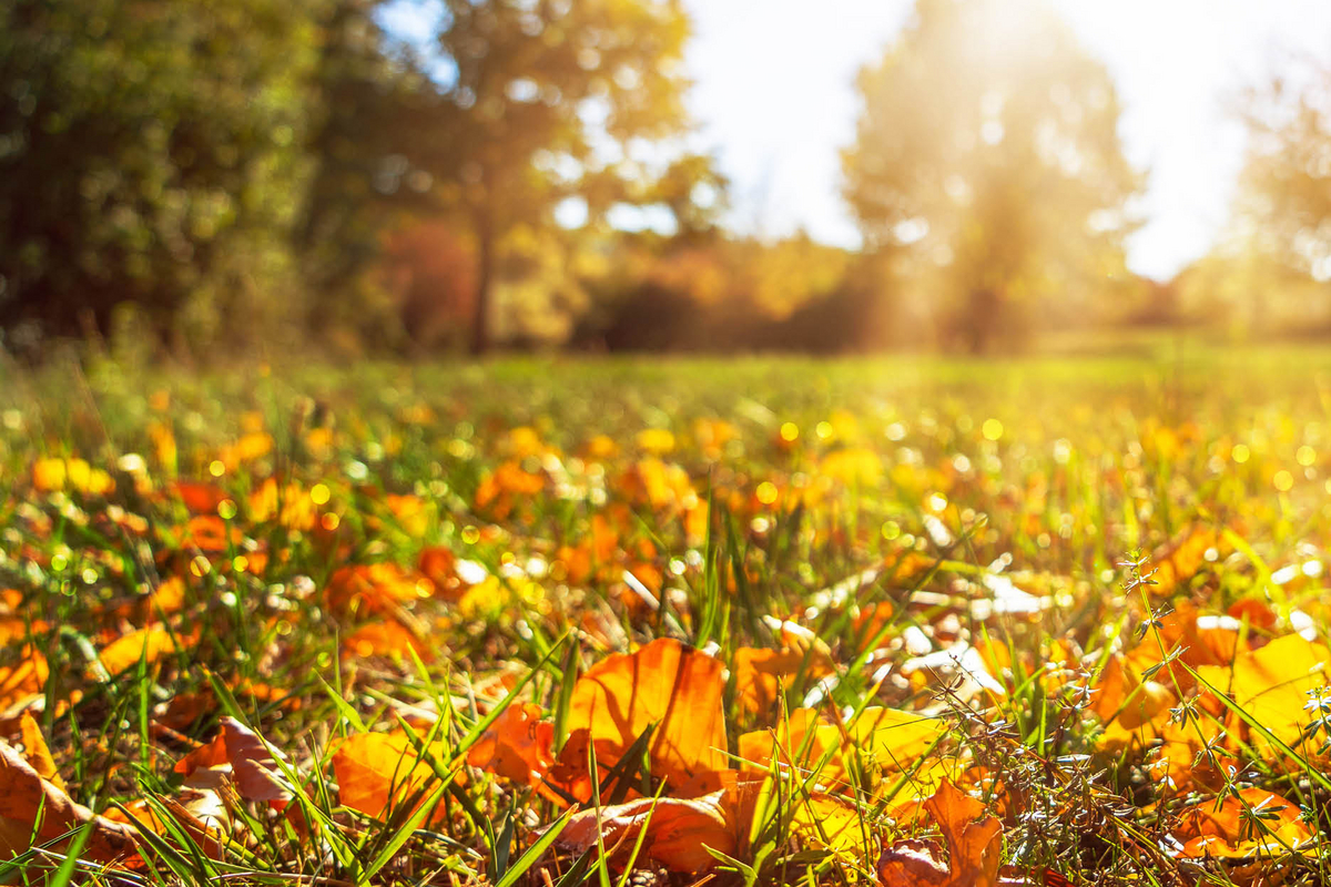 Der Rasen im Herbst Landfuxx Breidenbach